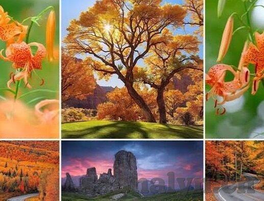 app软件免费下载糖心-糖心，下载畅享幸福生活的APP平台