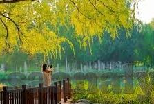 麻豆黄app下载-麻豆黄APP下载，探索一站式数字娱乐的全新体验